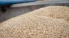 Рекордний імпорт жита в Україні