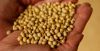 Соя для переробки 