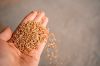 Зерно української пшениці