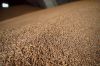 Запаси пшениці в зерновому ангари