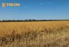 Збирання врожаю ріпаку на Одещині