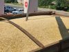 Відбір проб зерна на елеваторі автоматичним щупом