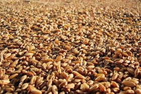 Grain Alliance заполнил Нежинский элеватор зерном нового урожая на 30%