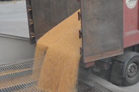 Grain Alliance принял 35 тысяч тонн зерна нового урожая на элеватор АгроСвит