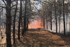 Новоодесский элеватор и НИБУЛОН помогли тушить лесной пожар на Николаевщине