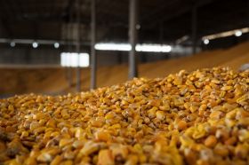Элеваторы Прометея начали заготовку кукурузы нового урожая