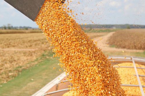 Потенциал роста цен на зерно может составить $15 — трейдер