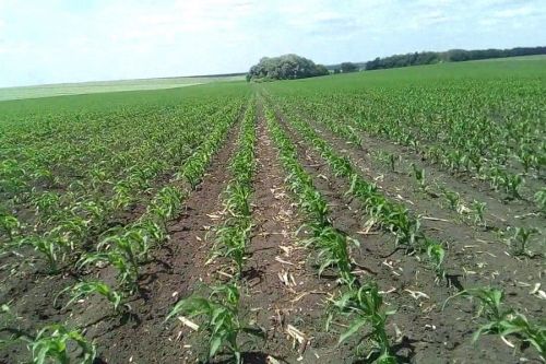 Всходы кукурузы в Штатах ниже на треть от прошлогодних — USDA