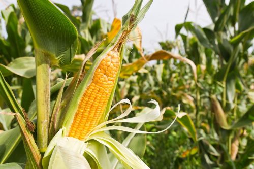 Прогноз урожая кукурузы в Штатах меньше на 9% — USDA