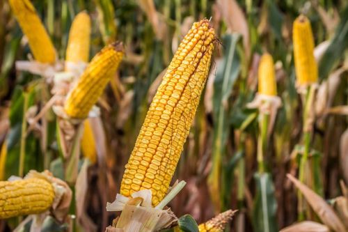 Прогноз снижения производства кукурузы повысил кукурузные фьючерсы