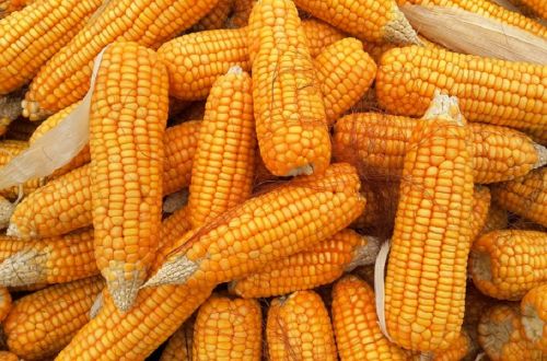 Сокращение производства кукурузы соответствовало ожиданиям — эксперты