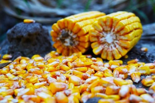 На торгах резко увеличилось количество фьючерсов на кукурузу