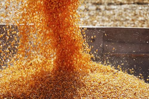 Отчет USDA преувеличил производство кукурузы в Украине — мнение