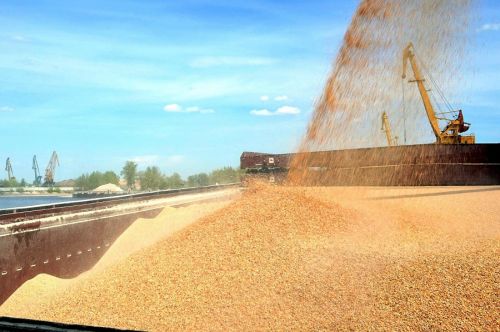 Экспорт пшеницы более привлекателен украинским аграриям в текущем сезоне, чем переработка — эксперт