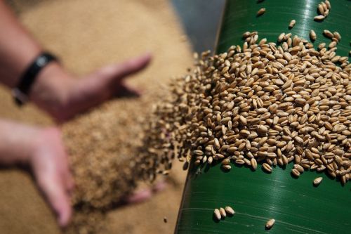 Украинский и российский рынок зерна и масличных может покинуть международный трейдер