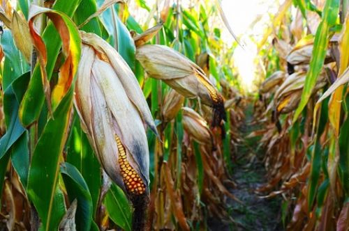 Созревание кукурузы в США самое низкое за последние 10 лет