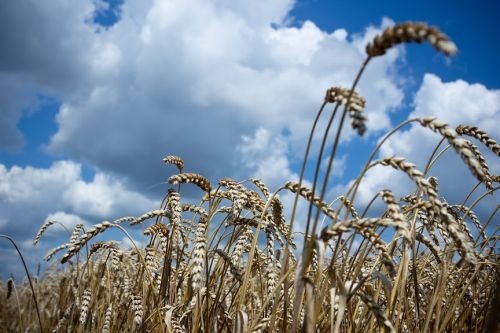 Египет закупил почти 300 тысяч тонн Черноморской пшеницы