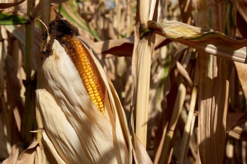 Кукурузные котировки растут перед выходом нового отчета USDA 