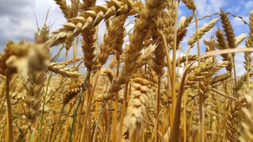 Пшеница на бирже снизилась в цене на фоне нового USDA