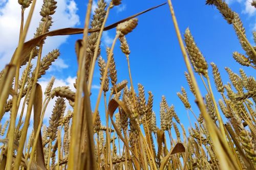 Пшеница на биржах резко выросла в цене