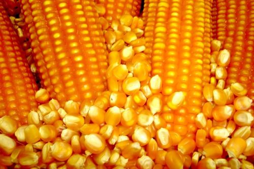 Новый сезон станет вызовом для украинских экспортеров кукурузы — эксперт