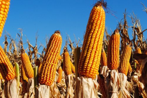 Котировки украинской кукурузы укрепились благодаря спросу из Китая