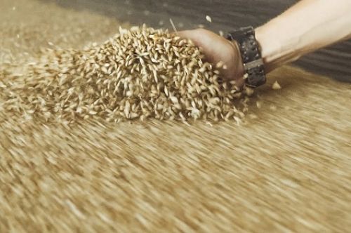 Союз мукомолов Украины просит правительство ограничить экспорт зерна
