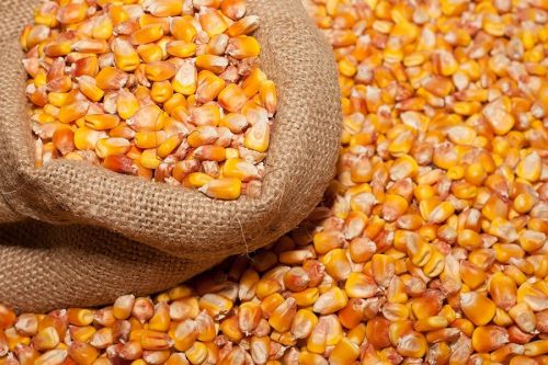 Цены на фуражную кукурузу в Украине нестабильны