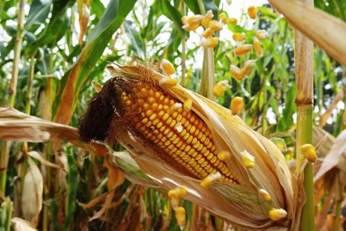 Майские фьючерсы на кукурузу подешевели после обвала цен на нефть