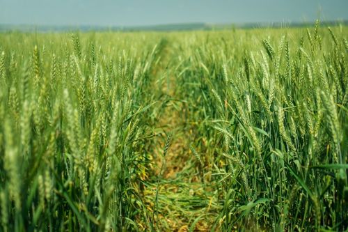 Засуха на Одесчине снизит урожайность озимой пшеницы и рапса на 33%