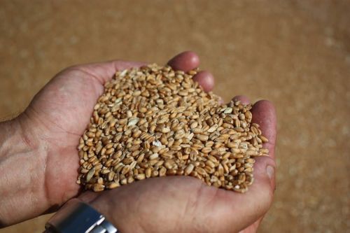 Саудовская Аравия законтрактовала украинскую пшеницу у своей SALIC