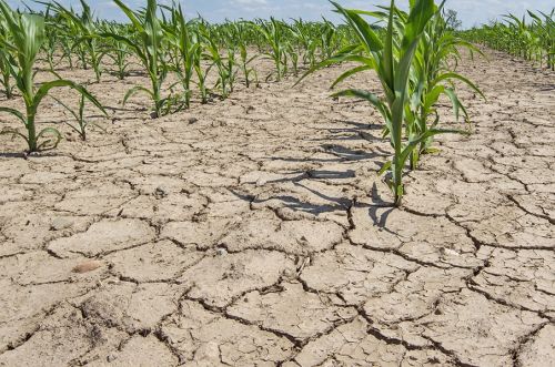 Урожай зерна в Румынии может снизиться вполовину из-за засухи