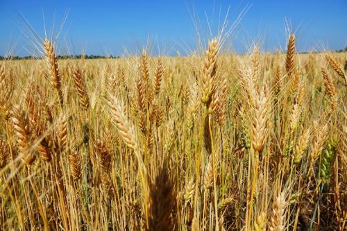 Урожай пшеницы в 2020 году в Украине может снизиться на 8% — прогноз