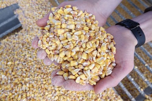 Прометей ожидает принять на хранение рекордный объем кукурузы в новом сезоне