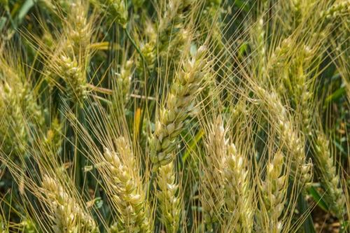 Аргентина может не собрать рекордный урожай пшеницы из-за засухи