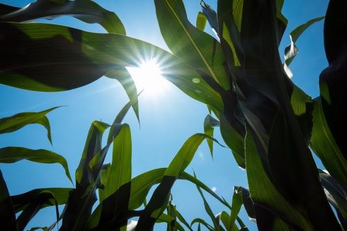 Прогноз урожая зерна в Черноморском регионе снижен из-за ожидаемой засухи