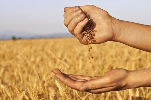 Эксперт рассказал про вызовы для зерновой торговли Украины в текущем сезоне