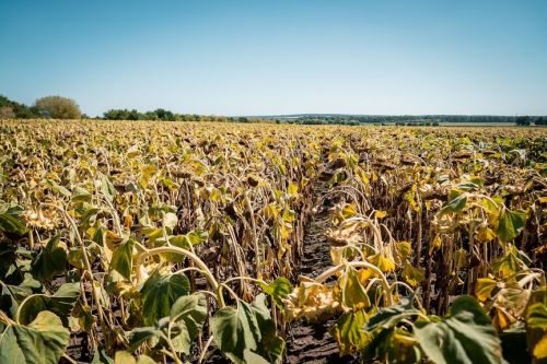 Урожай подсолнечника на юге Украины сократится втрое — аграрии