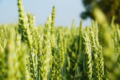 Почти половина пшеницы в 2020 году в Украине будет продовольственной — УкрАгроКонсалт