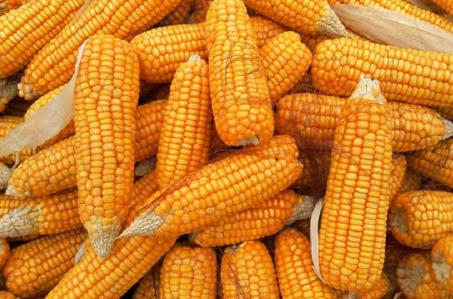 Рост потребления кукурузы и сои по прогнозам USDA под сомнением — аналитики Рост потребления кукурузы и сои по прогнозам USDA под сомнением — аналитики