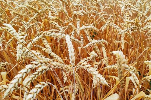ГПЗКУ проводит выплаты по форвардам на момент поставки зерна по рыночным ценам