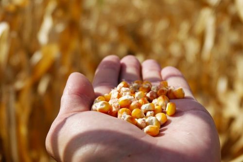 Госрегулирование цен на зерно противоречит стратегии развития государства — ЕБА