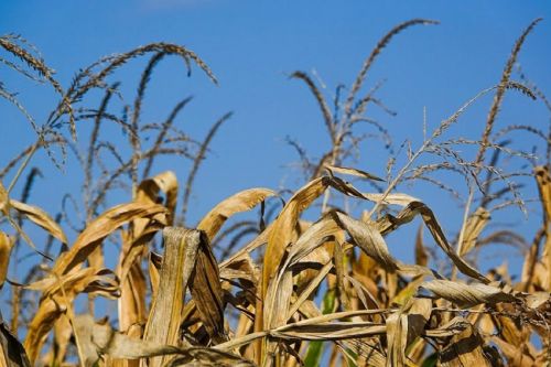 Аграрии Украины собрали почти 23 млн т кукурузы
