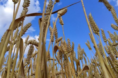 Тендер Египта выиграла украинская пшеница ОЛАМ и LDC