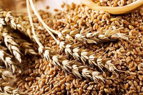 Эксперт рассказал, что будет с ценами на украинскую пшеницу