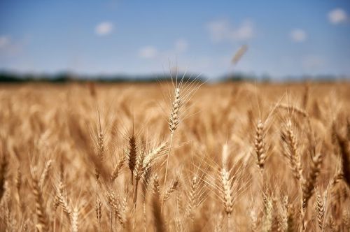 Экспорт зерна в Украине на 10 млн т отстает от темпа прошлого сезона
