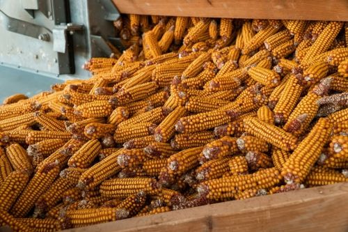 Экспорт зерна в Украине отстает на 23% от поставок прошлого сезона