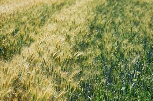Египет законтрактовал украинскую пшеницу нового урожая компании ОЛАМ