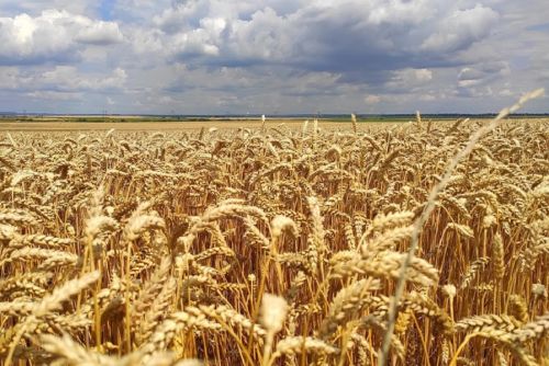 Украина экспортировала более 36 млн т зерна