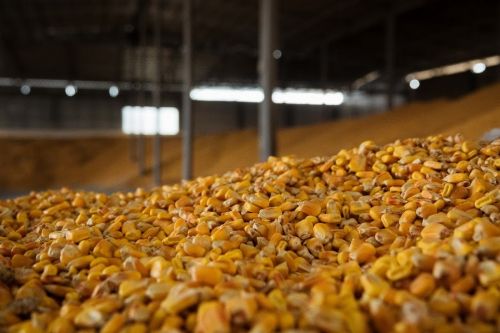 Экспорт зерна в Украине на 11 млн т уступает поставкам прошлого сезона